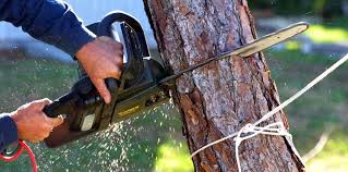 Reliable Winter Haven, FL Tree Removal Solutions
