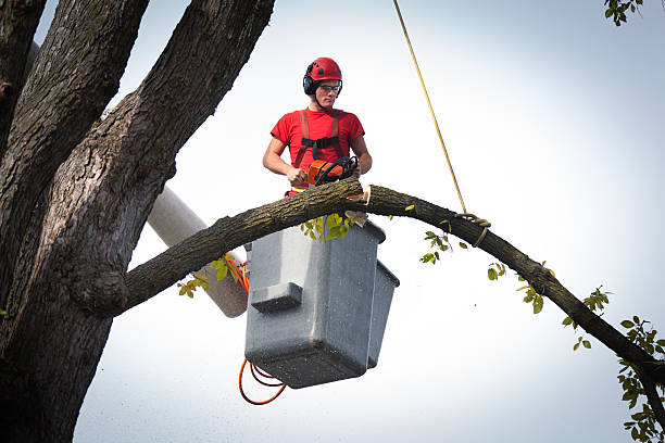 Best Utility Line Clearance  in Winter Haven, FL